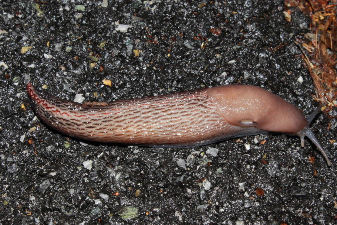 Limax dacampi da Pentema (GE)